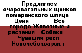 Предлагаем очаровательных щенков померанского шпица › Цена ­ 15 000 - Все города Животные и растения » Собаки   . Чувашия респ.,Новочебоксарск г.